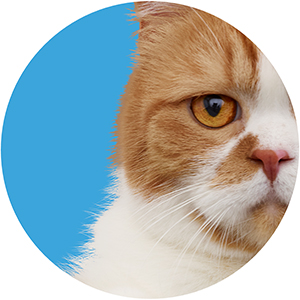 放課後ドラマ第2弾 パラレルスクールdays ミステリアスな青春ストーリーから目が離せない Itをもっと身近に ソフトバンクニュース