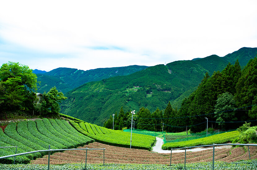 高級緑茶の未来を支えるテクノロジー！ 茶道家が巡る静岡県川根本町「お茶街ック天国」