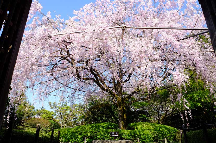 禅の達人・京都 妙心寺の松山大耕さんに聞く、リモートワークを充実させる集中力の極意