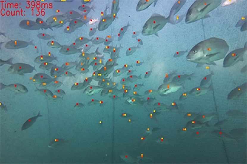 AI Meets Aquaculture: Fish Counting Application From SoftBank Corp. and Aizip Wins CES® 2025 Innovation Award