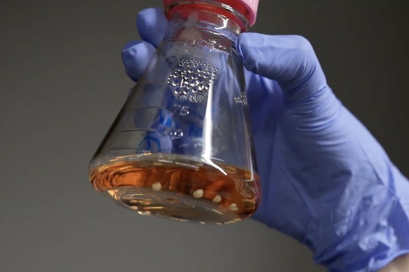 Can Brain Mechanisms be Applied to Computing? SoftBank Corp. and The University of Tokyo Conduct Research to Find Out