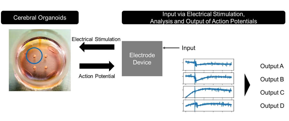 Axonally-Connected Brain Organoids: Bringing Innovation to Next-Generation Computing — Toward the Realization of Brain Processing Unit (BPU) —