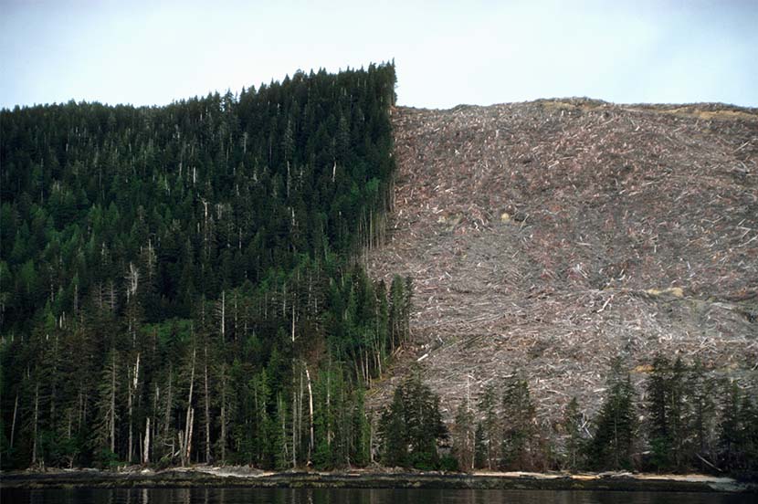 SDGsの目標15「陸の豊かさも守ろう」。すべての生き物と自然を大切に(3分で分かるSDGs)