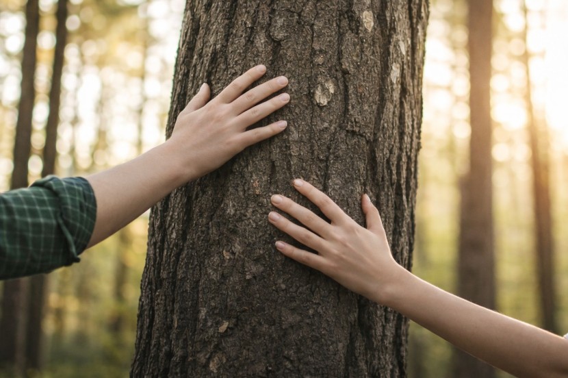 森はいま、どうなっている？ 日本で広がる課題と、守るための動き