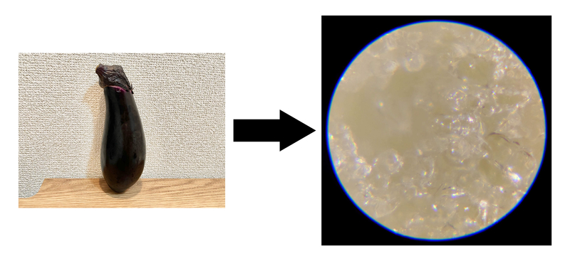 身近なあれこれ、顕微鏡で見てみるとこうなっていた!