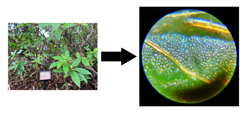 身近なあれこれ、顕微鏡で見てみるとこうなっていた!