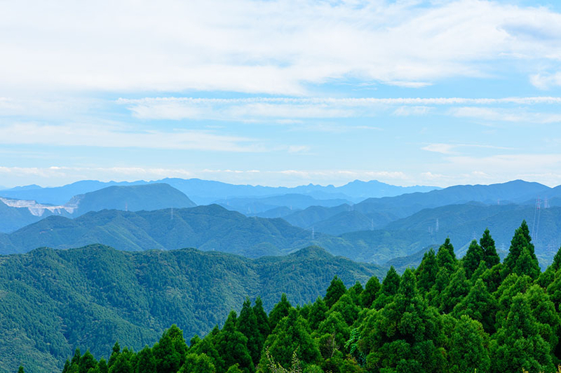 みんなで日本の森や自然を守る。消費者参加型の植林プログラム「NatureBank」