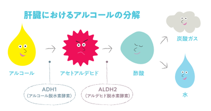 お酒に強いか弱いかは、生まれながらにして決まっている