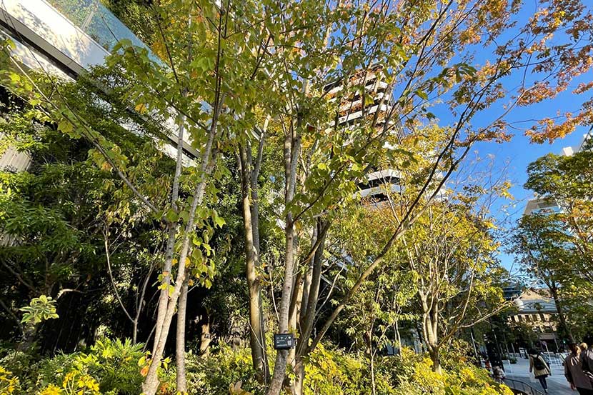 「流す」から「蓄える」へ。雨水を貯めて、ゆっくりと地下へ浸透させるレインガーデン