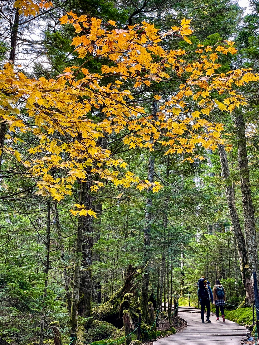木道と登山者を入れると風情のある写真に生まれ変わる
