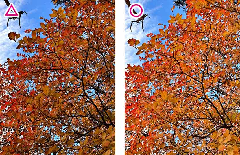 紅葉の下から見上げて撮る