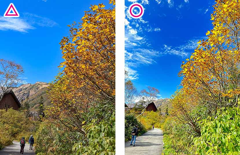 青空を大きく取るなど、構図に少し配置を変えるだけで黄色い葉を更に明るく撮影してコントラストを強調