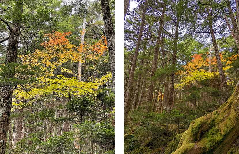 ここは苔でも有名な森。手前に木を配置して雰囲気をプラス、奥行き感も出す