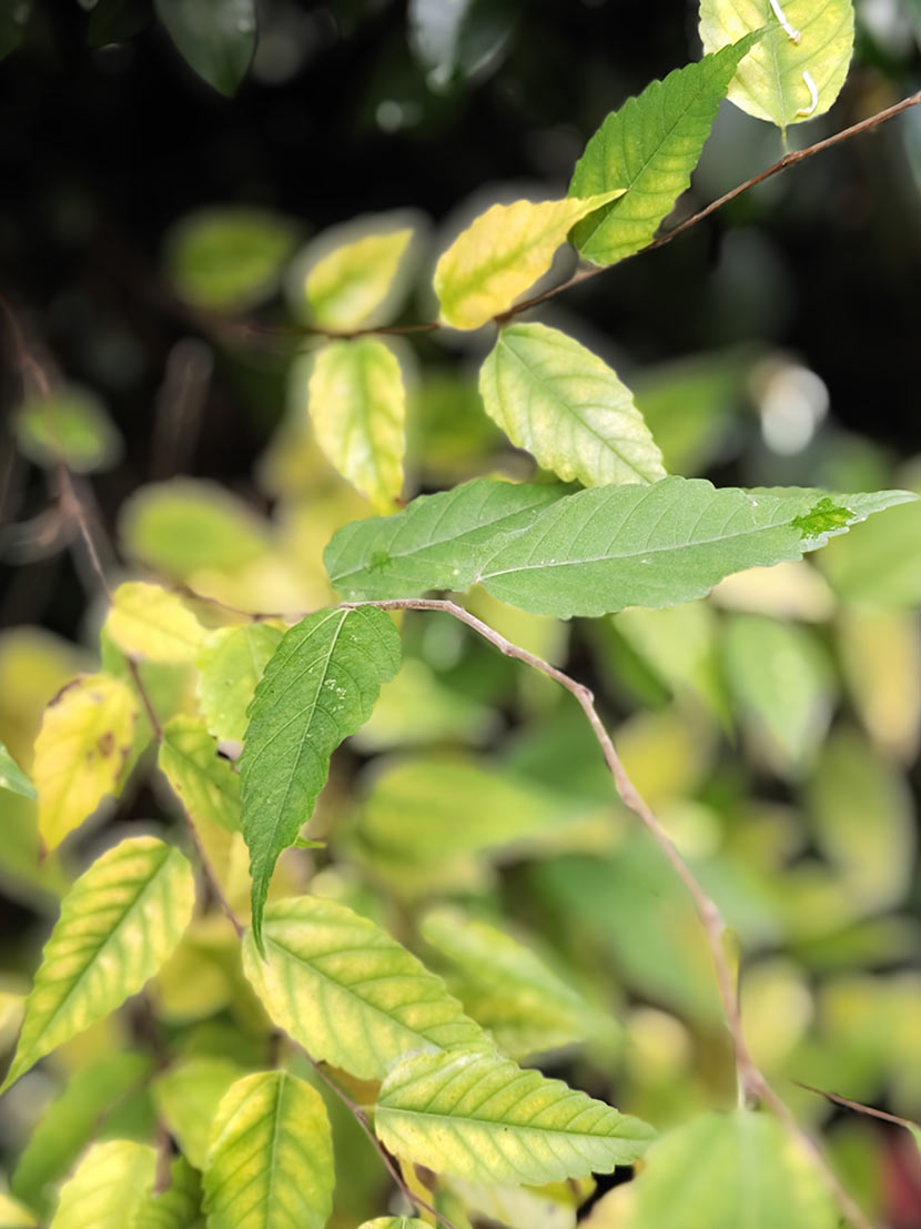 「Leitz Phone 2」NOCTILUX 50で撮影。ライカのレンズならではのボケ感でしっかりと奥行きを表現