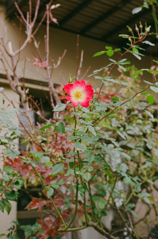 ライカM6で撮影。フィルムならではの温かみと色のコントラストが綺麗になじんでいる