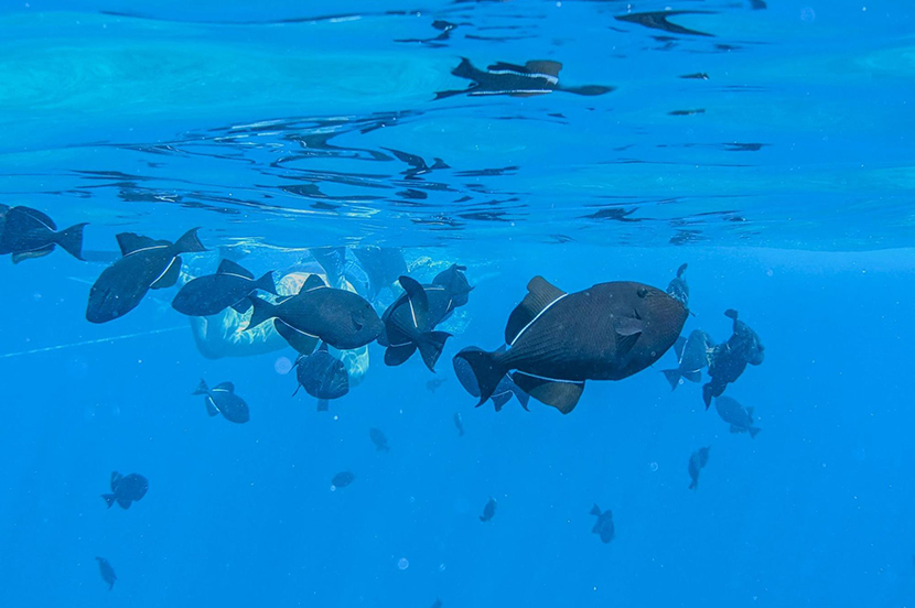 水中写真はスマホが大正解! プロ写真家が教える撮影テクニックから防水対策まで