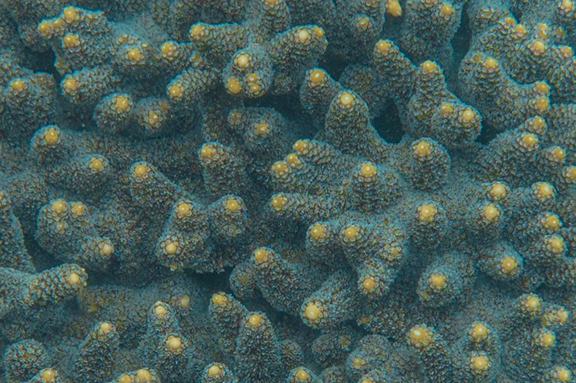 サンゴ礁の多彩な表情を捉える