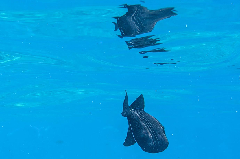 水面が鏡になる反射ショット