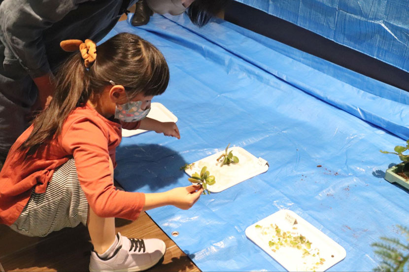 植物にもやさしい雨水を活用して、「こけ玉づくり」にチャレンジ！