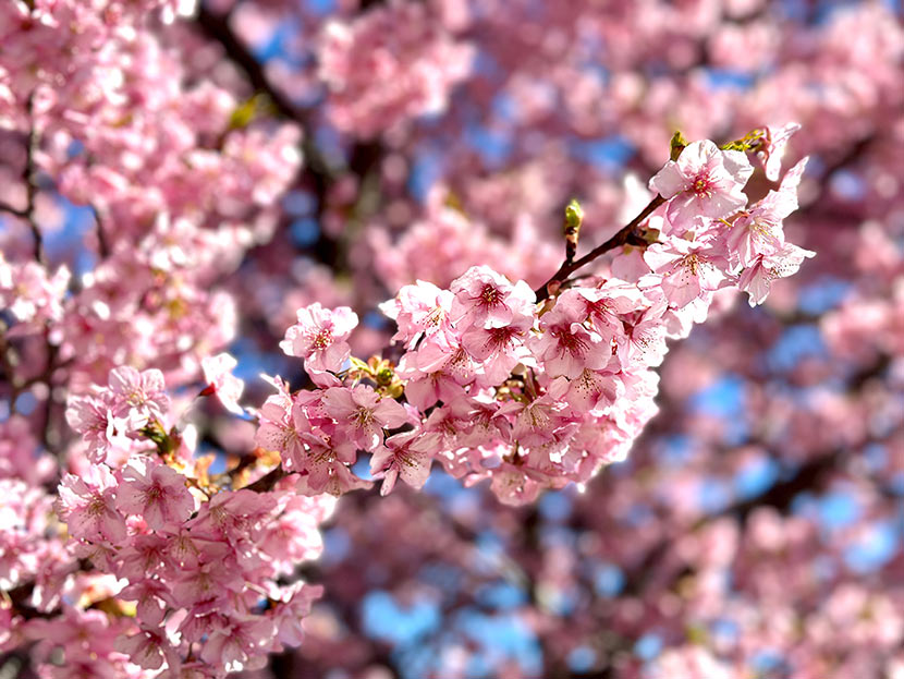 ①ポートレート機能を使う