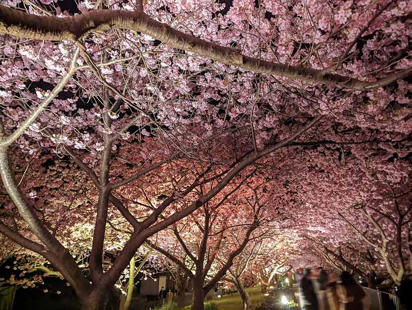 夜景モードで撮影。下からライトアップされているので、下から撮影