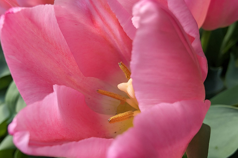 季節の花が彩る楽園 「あしかがフラワーパーク」