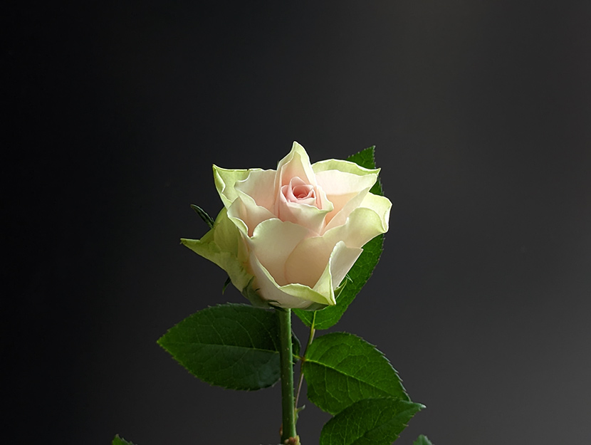 大崎さんが撮影した写真