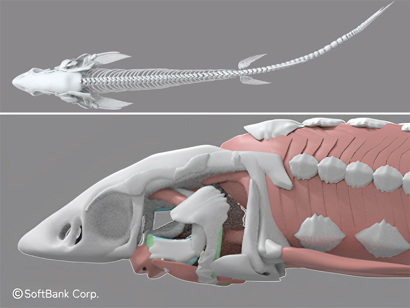 他の魚と比較できない骨や筋肉も。チョウザメの身体を3D・CG化