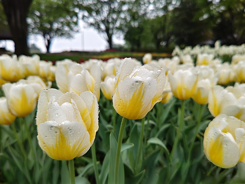 「Leitz Looks」機能で撮影(NOCTILUX 50使用)