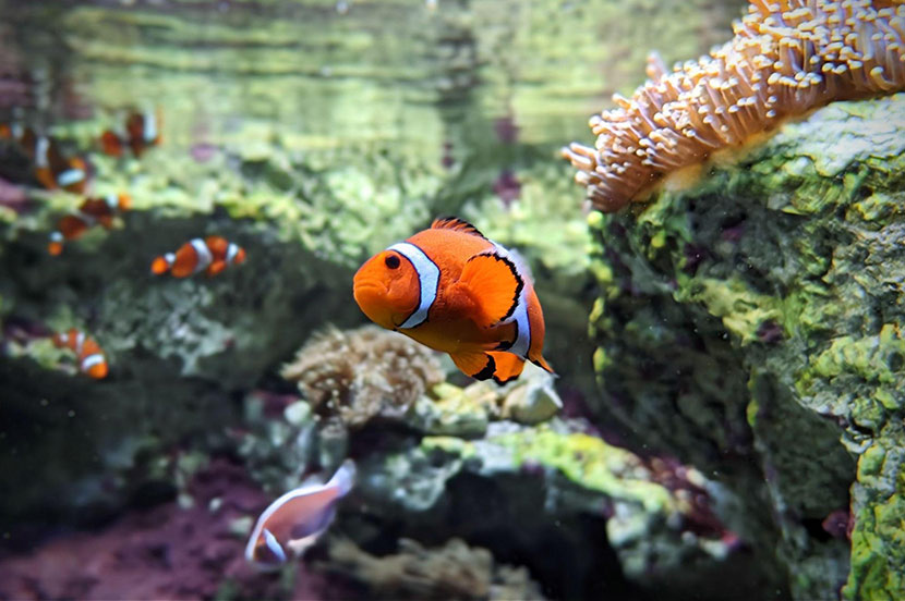 水槽ごしとは思えないクリアな仕上がりに（銀鏡さん撮影）