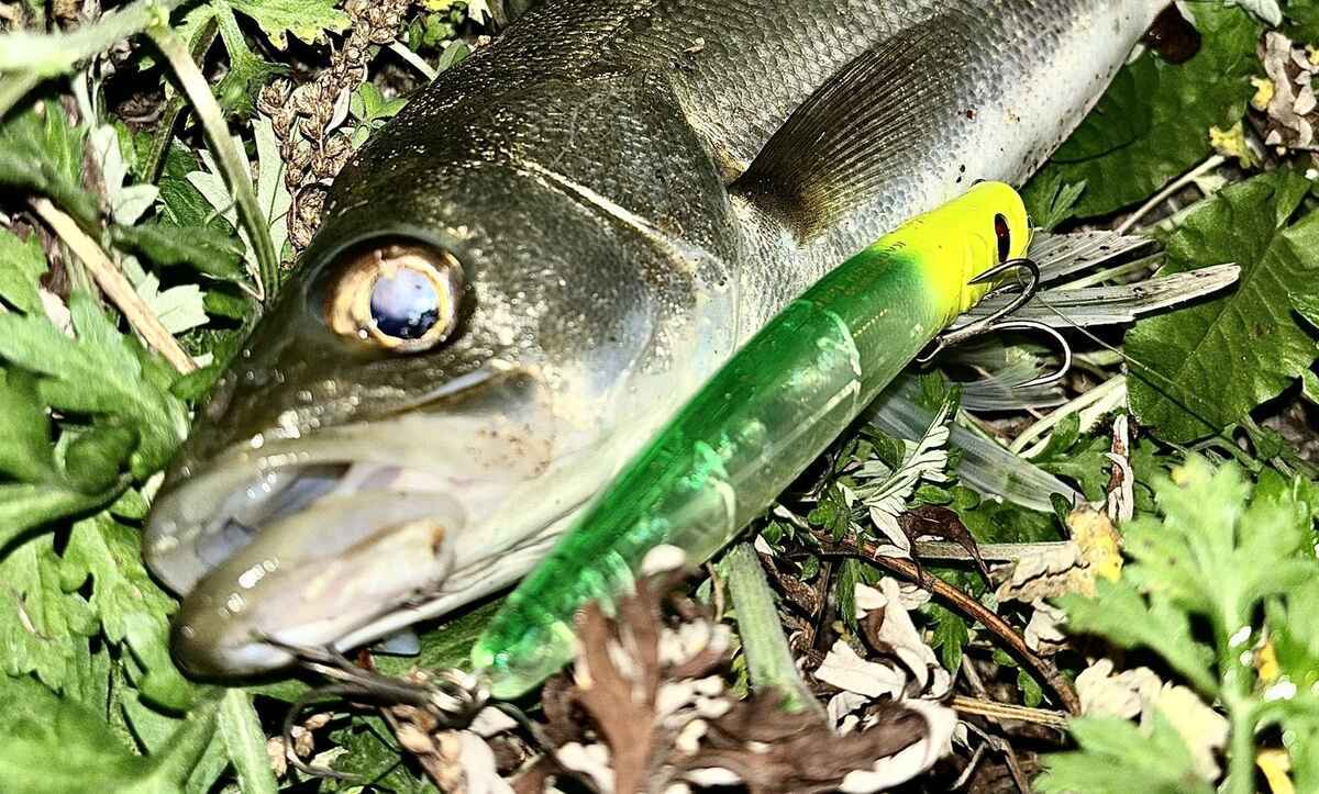 カゲロウ124Fはもはや餌!?カゲロウの効果的な使い方とシーバス実釣