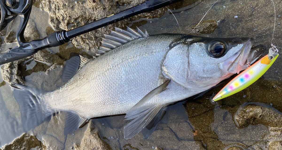 初心者OK！】シーバス歴20年の釣りオタが教えるシーバスの釣り方まとめ