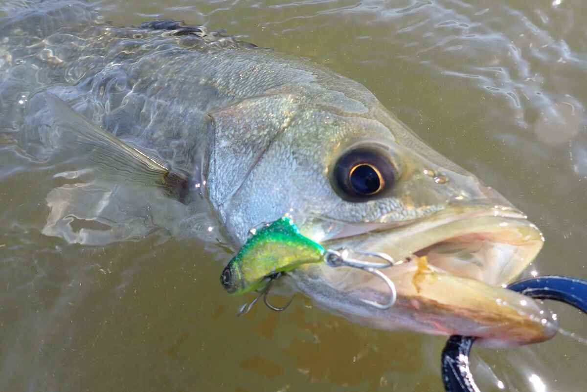シーバスが最も釣れる最強ルアーは?初心者にこそおすすめしたい シーバスが最も釣れる最強ルアーは?初心者にこそおすすめしたい