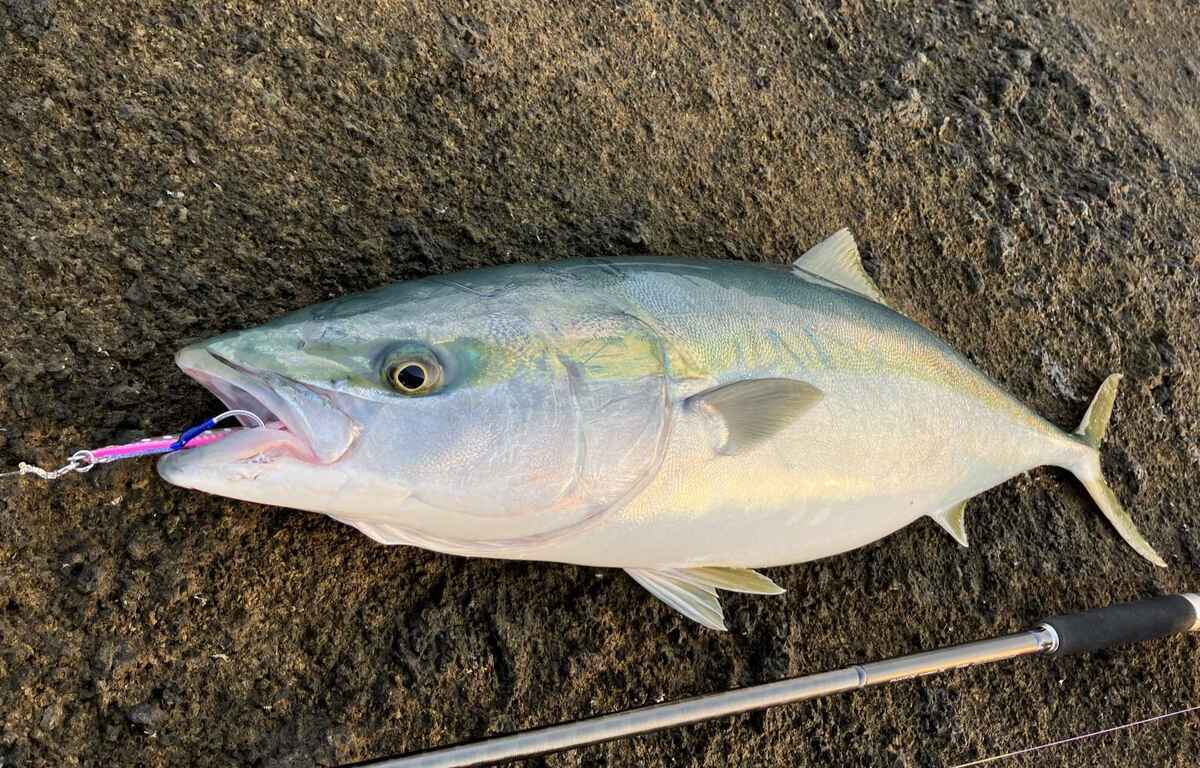 青物ルアーで大型魚を狙う！季節別・時間帯別の使い分け術とおすすめ