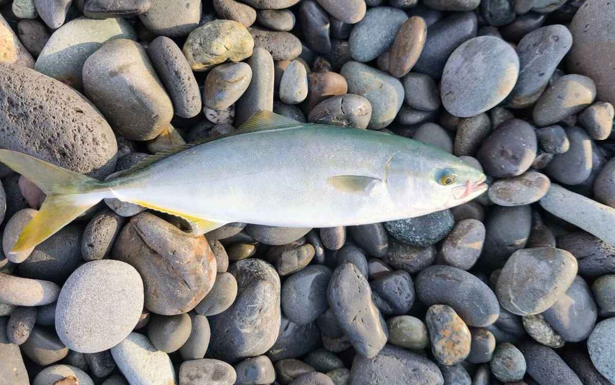 青物ルアーで大型魚を狙う！季節別・時間帯別の使い分け術とおすすめ