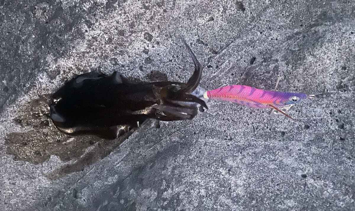 2025年最新】秋の新子エギングのおすすめ最強エギ10選！効率よく数釣り