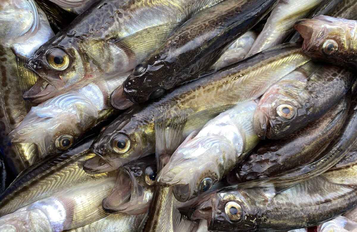 ハタハタ 漁獲量データと生態 - ソルトルアーのすすめ!
