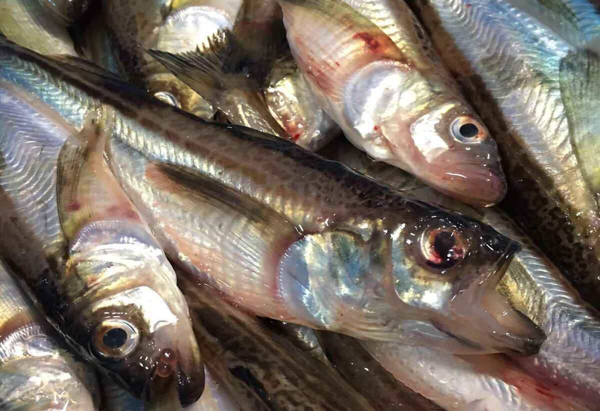 ハタハタ 漁獲量データと生態 - ソルトルアーのすすめ!