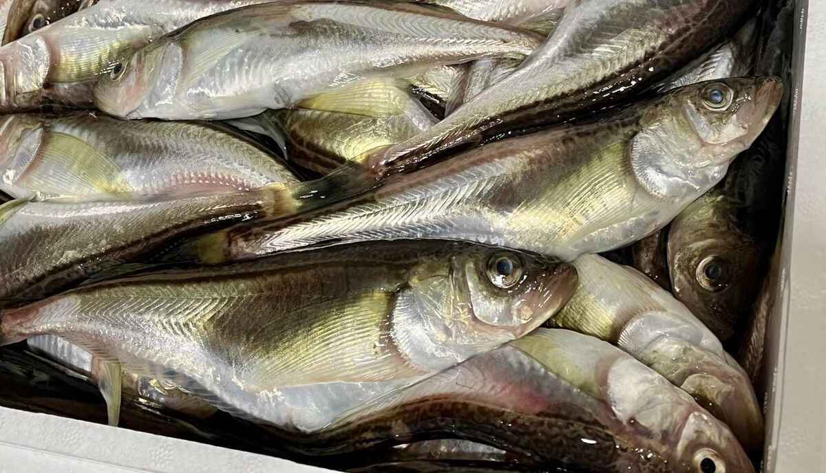 ハタハタ 漁獲量データと生態 - ソルトルアーのすすめ!