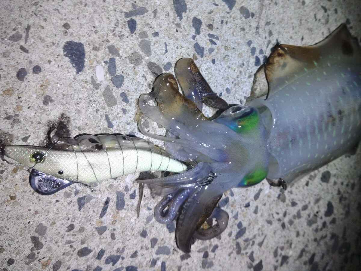 餌巻きエギングは釣れるのか？邪道エギの狙い方と釣れる餌・釣れない餌