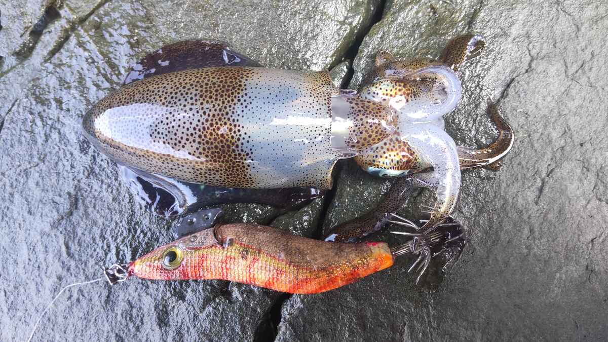 2025年最新】秋の新子エギングのおすすめ最強エギ10選！効率よく