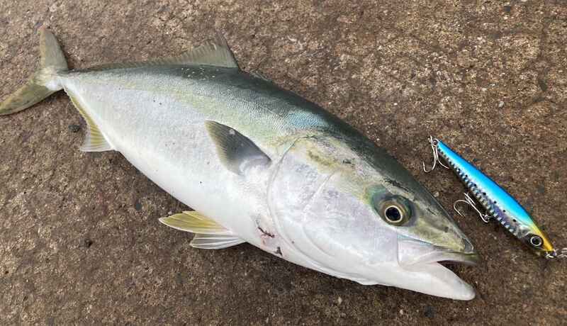 青物爆釣の反則級おすすめルアー12選！釣果を伸ばすコツや青物に効く
