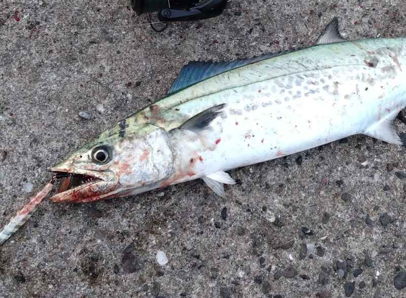 【サゴシの釣り方】初心者でも爆釣!ただ巻きで釣れる簡単アクション&最強ルアー5選 - ソルトルアーのすすめ!