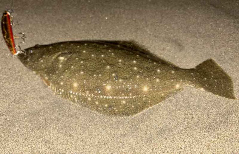 釣果を左右するサーフヒラメ用ロッドおすすめ9選！コスパ最強ロッド