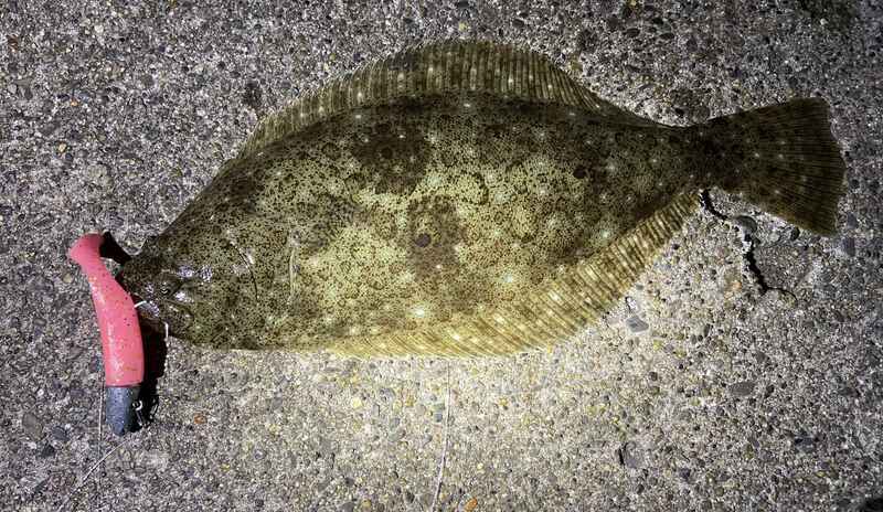 釣り-ヒラメ・マゴチ