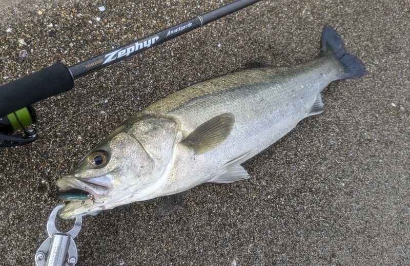 シーバス・青物・フラット全対応！セットアッパー125S-DRの使い方と