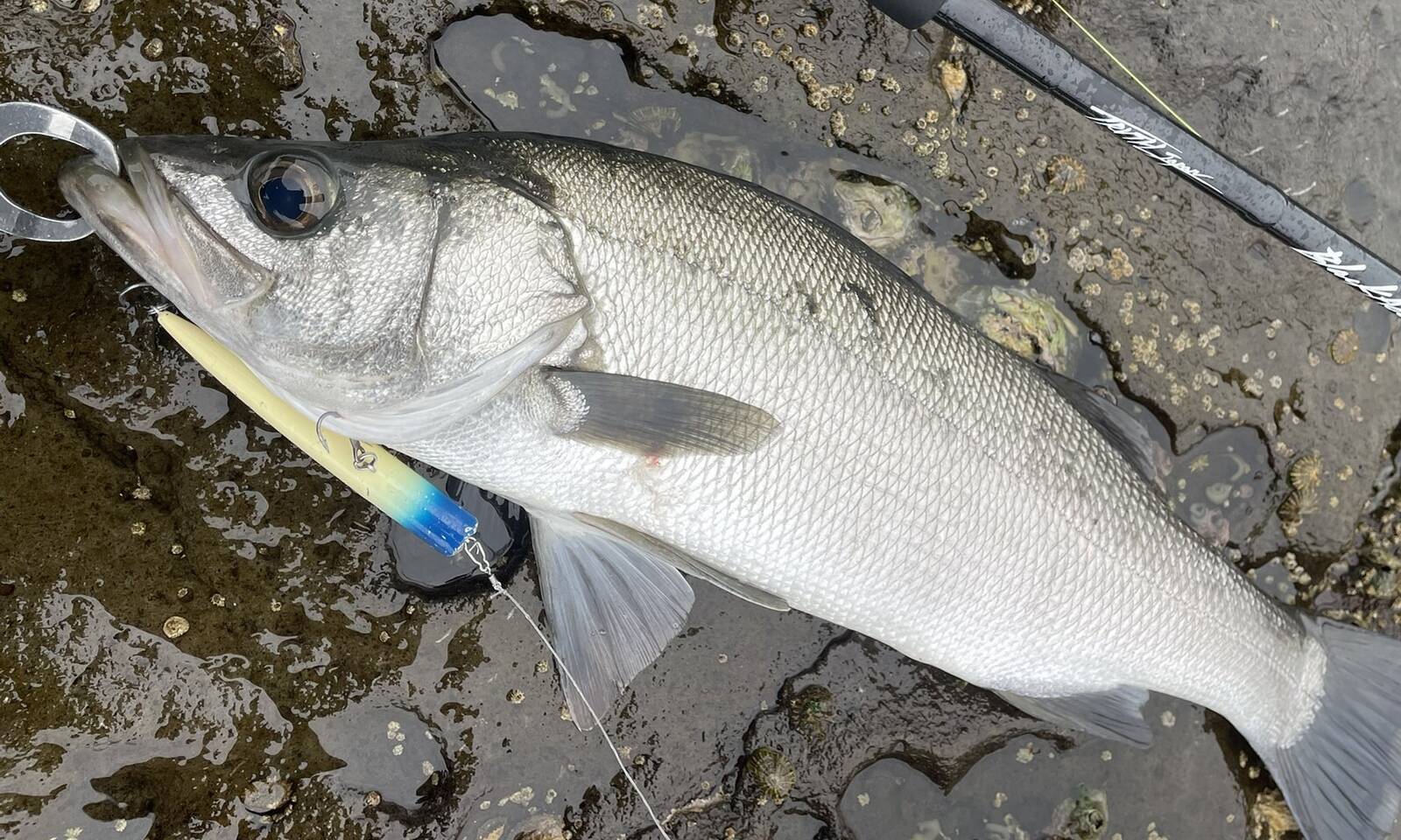 釣れない人必見！磯ヒラスズキのおすすめ最強ルアー5選と確実に食わせ