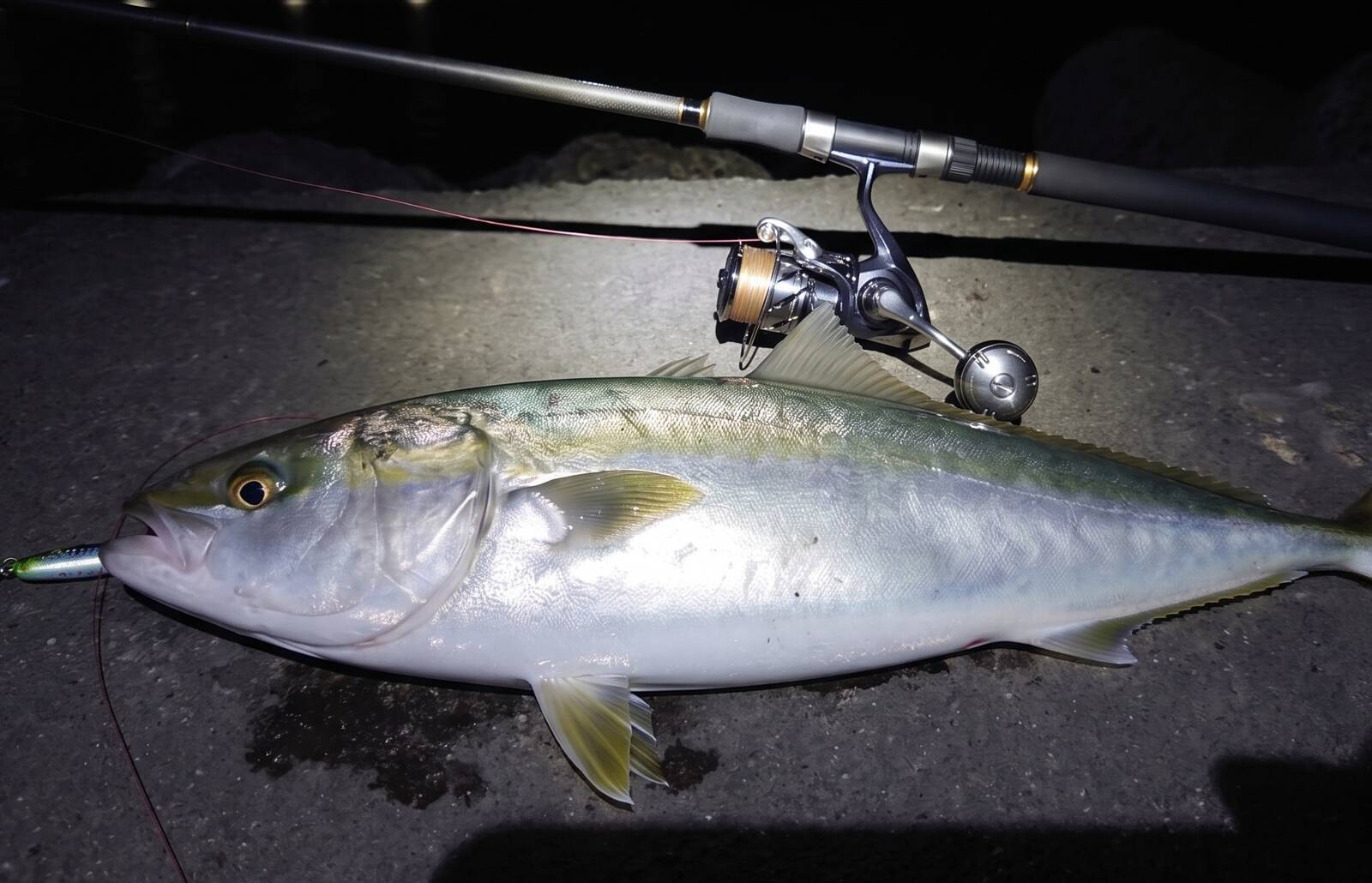 予算を抑えて青物を釣る！初心者にもおすすめのライトショアジギングの