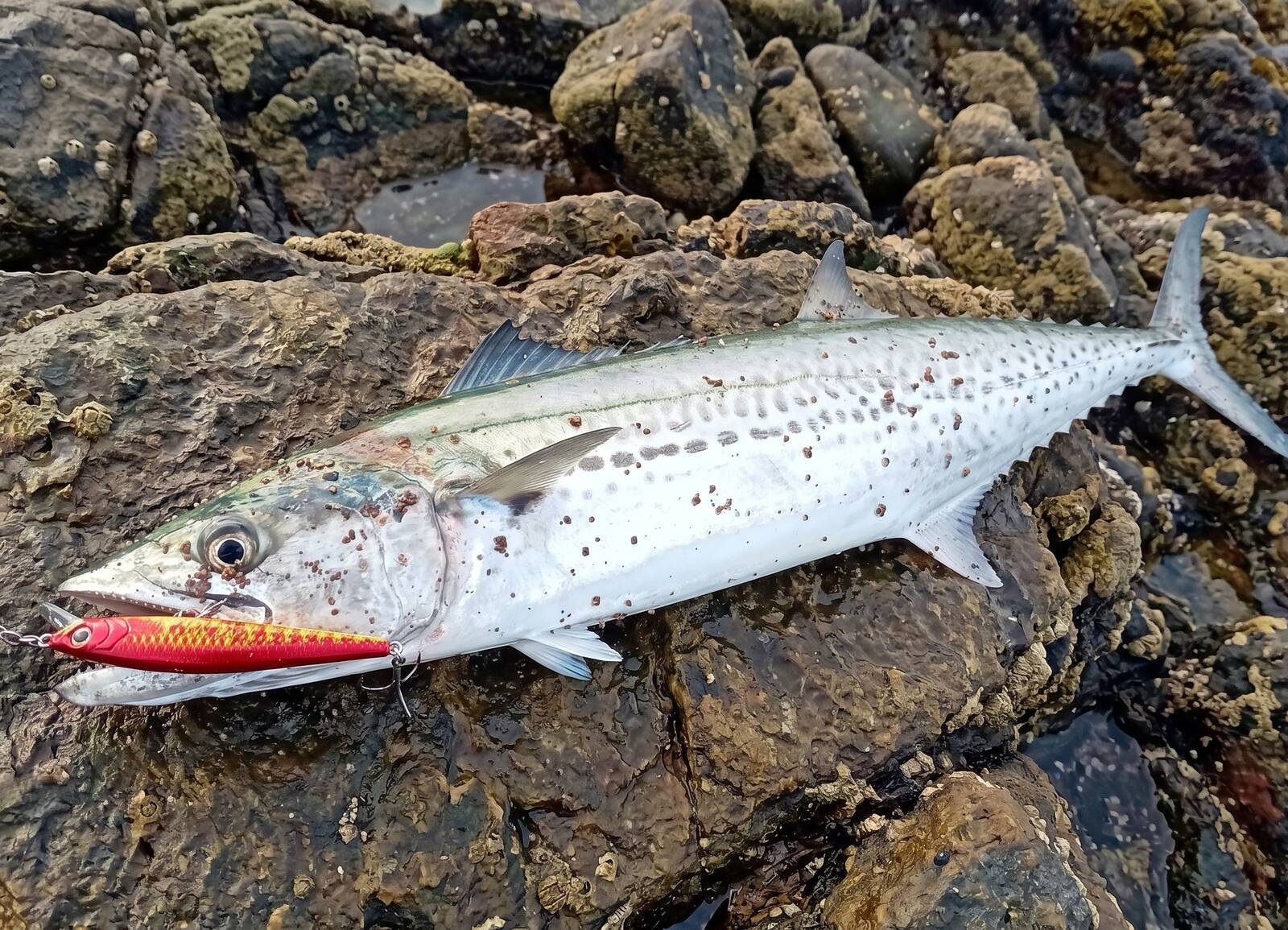予算を抑えて青物を釣る！初心者にもおすすめのライトショアジギングの