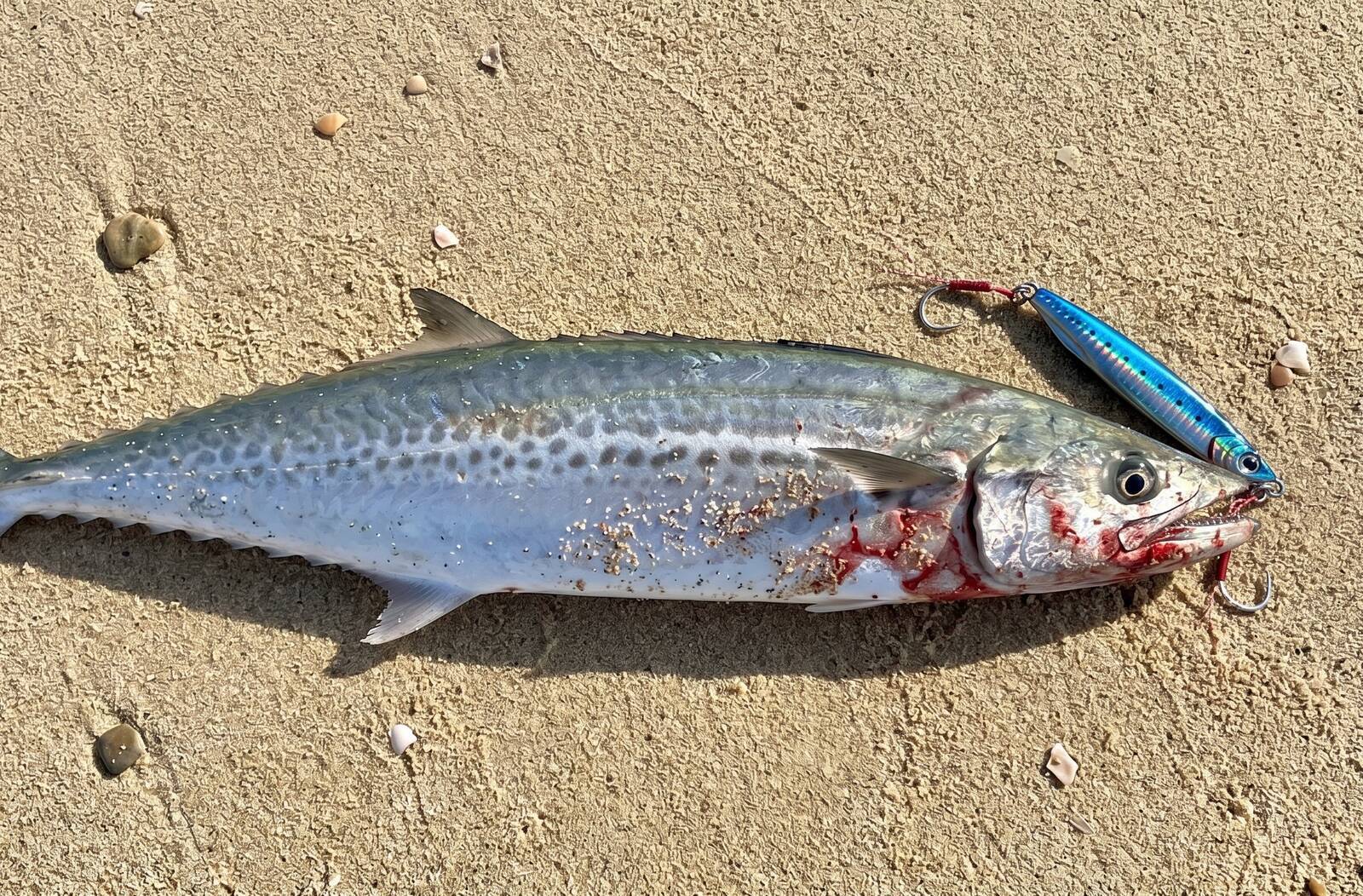 予算を抑えて青物を釣る！初心者にもおすすめのライトショアジギングの